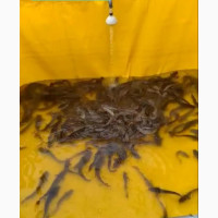 All Kinds Of Tarpaulin Fish Ponds