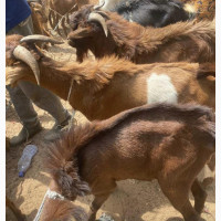 Christmas Goat for Sale