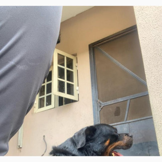 Pedigree Rottwieler Available for Stud Service