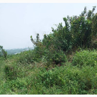 Half Plot of Land With Foundation on It