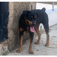 Female Purebred Rottweiler for Sale - 1+ Year Old
