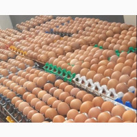Fresh Eggs Available