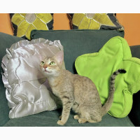 Tabby Cat - Female 6-12 months Purebred