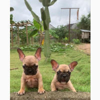 Female Purebred French Bulldog 1-3 months