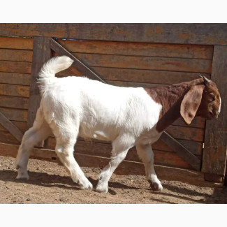 Female Boer Goat for sell in Nigeria 08132178286