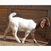 Female Boer Goat for sell in Nigeria 08132178286