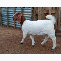 Female Boer Goat for sell in Nigeria 08132178286