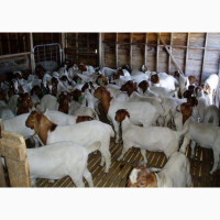 Female Boer Goat for sell in Nigeria 08132178286