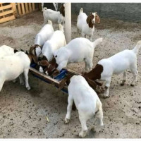 Female Boer Goat for sell in Nigeria 08132178286