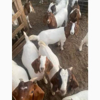 Female Boer Goat for sell in Nigeria 08132178286