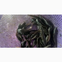 Catfish Juveniles Available Now