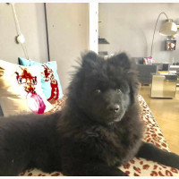 Male Purebred Chow Chow Puppy for Sale