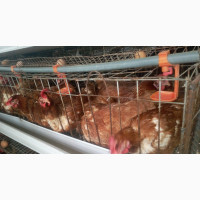 Old Layers/Layers/Female Noilers for Sale