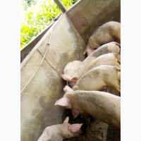 Top-Notch Ready to Mate Gilts For Sale