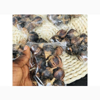 Enhance Your Libido with Gorontula Fruit