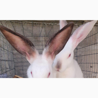 High Quality Rabbit Breeds Available