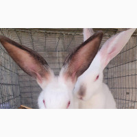 High Quality Rabbit Breeds Available