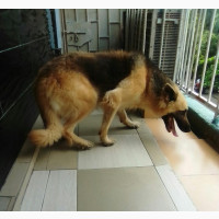 Female German Shepherd, Purebred, 1+ Year Old
