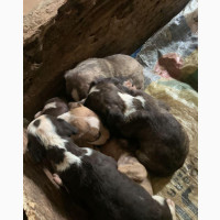 Female Purebred American Bully - Affordable Price
