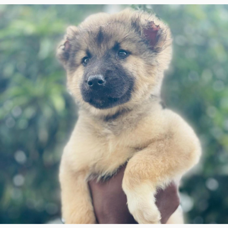 Фото 1/1. 1-3 months Female Caucasian Shepherd - Purebred