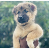 1-3 months Female Caucasian Shepherd - Purebred