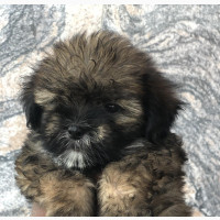 Female Purebred Lhasa Apso Available - Best Quality, Vaccinated, Dewormed