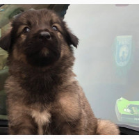 Caucasian Shepherd Mixed Breed Puppy - Male and Female Available