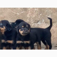 Female Purebred Rottweiler - Available in Lagos and Mowe