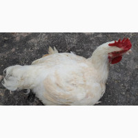 Organic Broilers