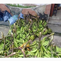 Fresh Unripe Plantain for Sale - 12 Fingers in a Bunch