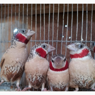 Fancy Red-Neck Finches