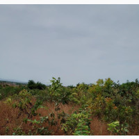 Distress Sale 10 Plots of Land