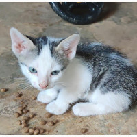 1-3 months Male Purebred Exotic