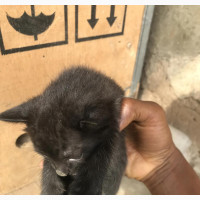 0-1 month Male Purebred Exotic