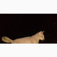 Female Purebred Havana Brown Kitten Available for Adoption