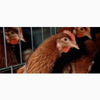 Organic Old Layer Live Chicken