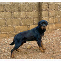 6-12 months Male Purebred Rottweiler