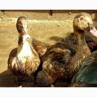 Ducklings Available for Sale