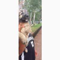 Purebred Caucasian Shepherd Puppies Available Now