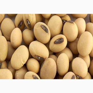 Soyabean Supplier Exporter