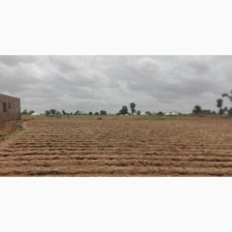 Mai Ungwa/Sarki Papers