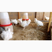 Brolier Chicken