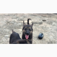 Male German Shepherd Puppies Available for Adoption