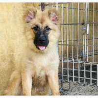 Female Purebred Caucasian Shepherd - 3-6 months old
