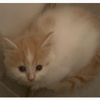 1-3 months Female Mixed Breed Persian