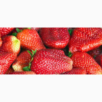 Strawberry Passion Fragrance Oil - Refreshingly Sweet