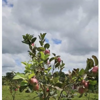 Potted Grafted Apple Tree - Imported and Ready to Grow
