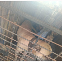Male American English Coonhound - 1+ year old