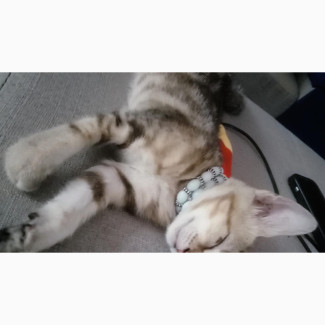 3-6 months Female Mixed Breed Sokoke Bengal mix