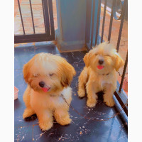 3-6 months Female Mixed Breed Lhasa Apso